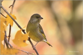 <p>ZVONEK ZELENÝ (Carduelis chloris) ---- /European greenfinch - Grünfink/</p>